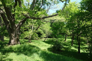 Arnold Arboretum